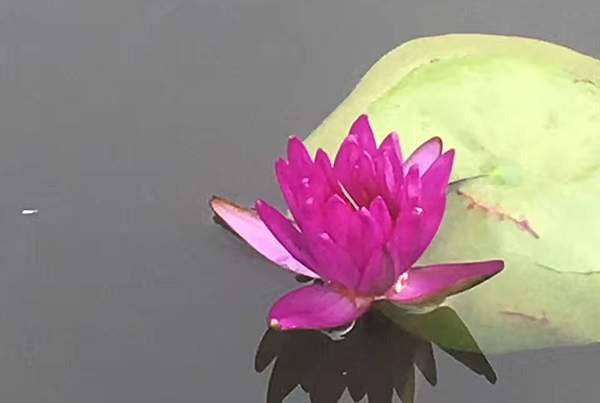 好品種類(lèi)碗蓮花紅色