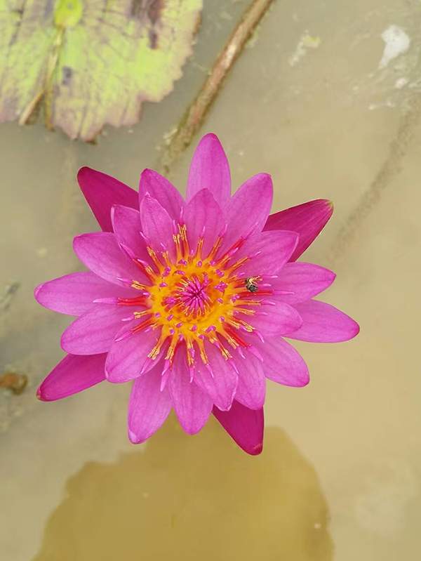 好品種類(lèi)碗蓮花紅色