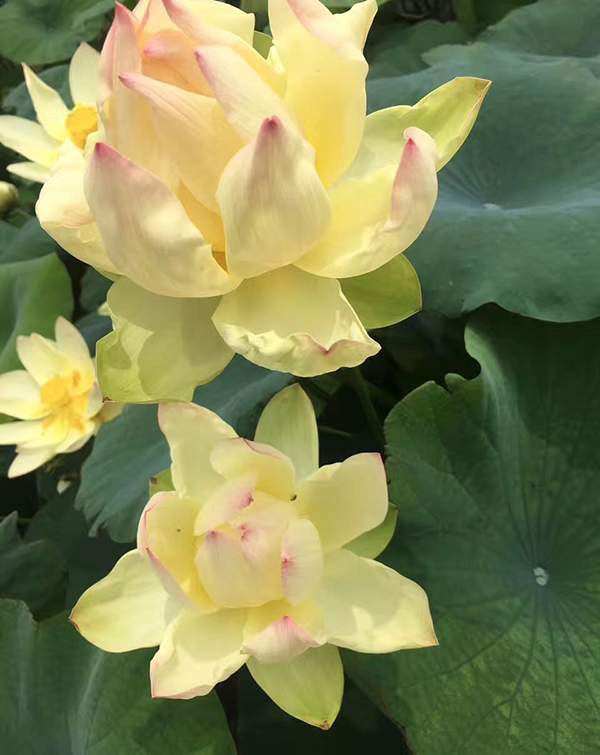 荷花種植基地實(shí)拍優(yōu)質(zhì)品種類