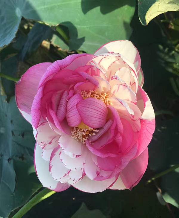 荷花種植基地實(shí)拍優(yōu)質(zhì)品種類