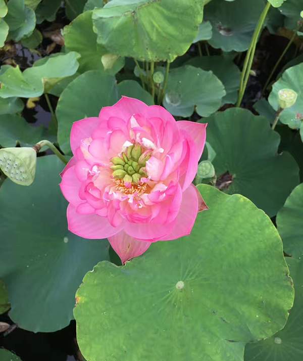 荷花種植基地實(shí)拍優(yōu)質(zhì)品種類