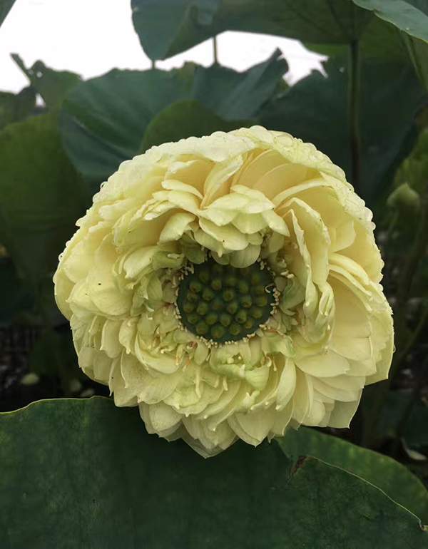 荷花種植基地實(shí)拍優(yōu)質(zhì)品種類