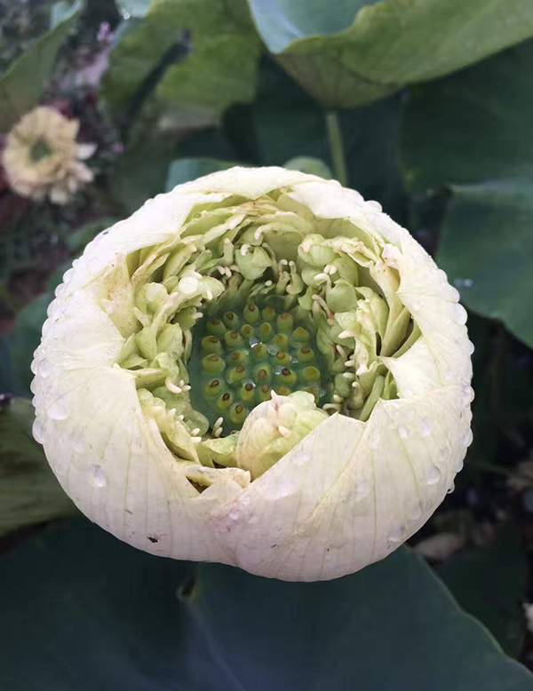 荷花種植基地實(shí)拍優(yōu)質(zhì)品種類