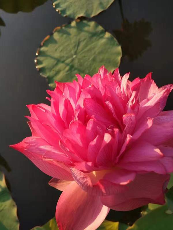 荷花種植基地實(shí)拍優(yōu)質(zhì)品種類