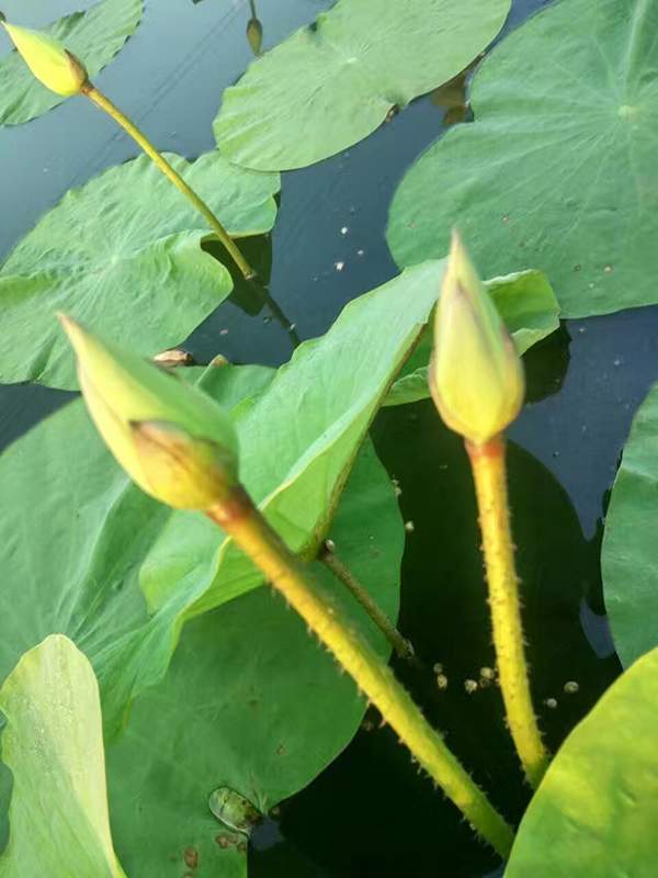 荷花種植基地實(shí)拍優(yōu)質(zhì)品種類