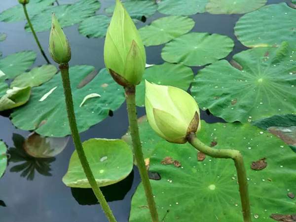 荷花種植基地實(shí)拍優(yōu)質(zhì)品種類