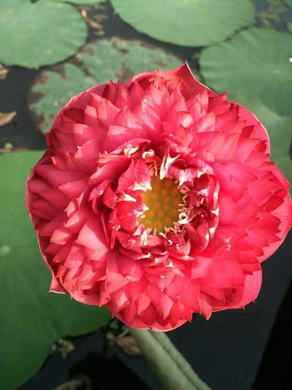 荷花種植基地實(shí)拍優(yōu)質(zhì)品種類