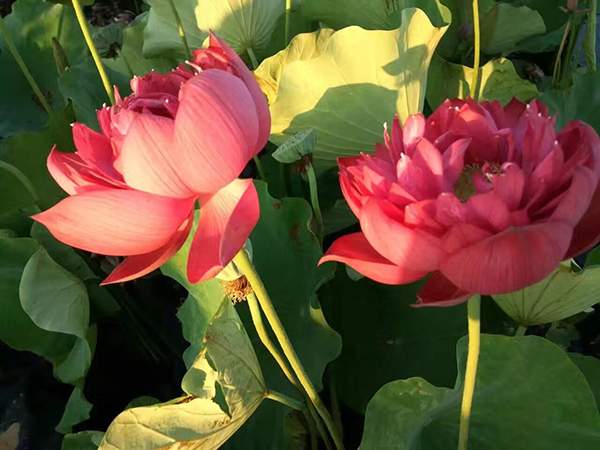 荷花種植基地實(shí)拍優(yōu)質(zhì)品種類