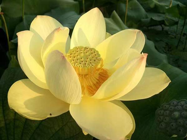 荷花種植基地實(shí)拍優(yōu)質(zhì)品種類