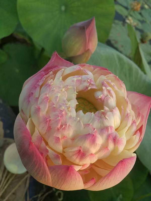 荷花種植基地實(shí)拍優(yōu)質(zhì)品種類