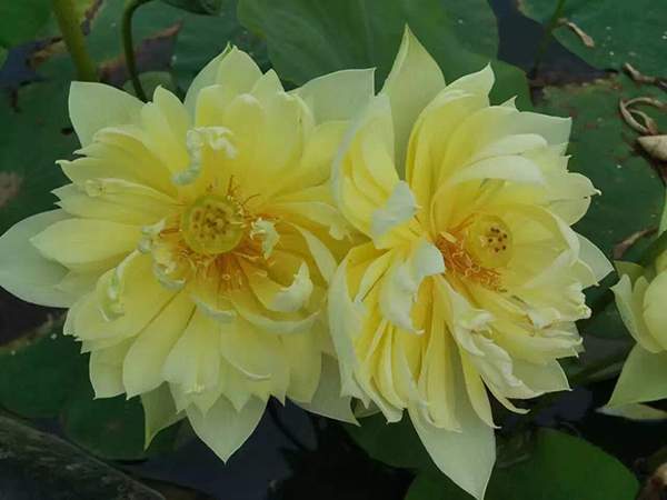 荷花種植基地實(shí)拍優(yōu)質(zhì)品種類