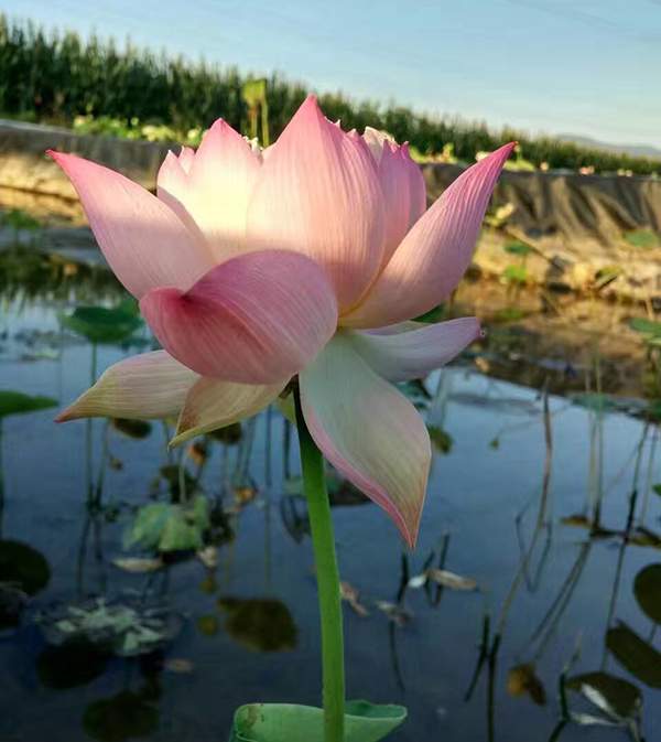 荷花種植基地實(shí)拍優(yōu)質(zhì)品種類