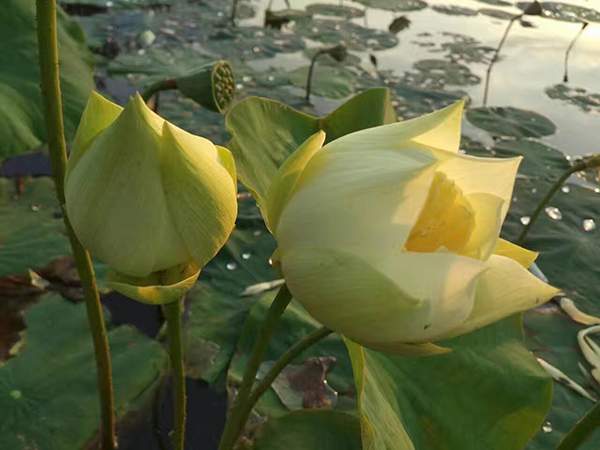 荷花種植基地實(shí)拍優(yōu)質(zhì)品種類