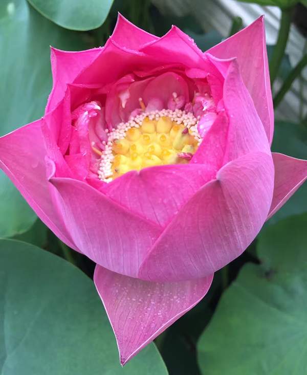 荷花種植基地實(shí)拍優(yōu)質(zhì)品種類