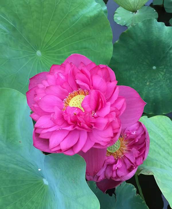 荷花種植基地實(shí)拍優(yōu)質(zhì)品種類