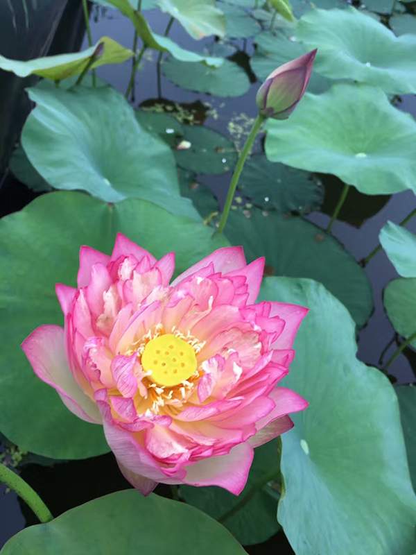 荷花種植基地實(shí)拍優(yōu)質(zhì)品種類