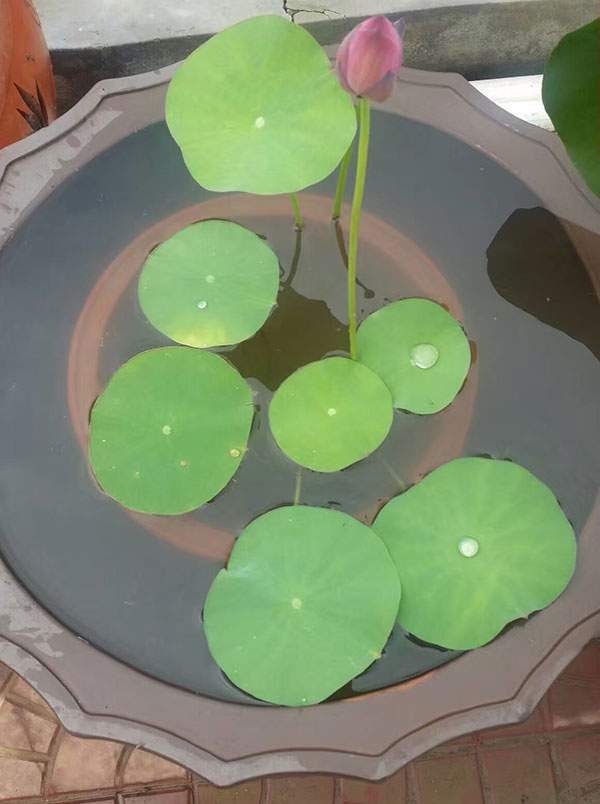 荷花種植基地實(shí)拍優(yōu)質(zhì)品種類