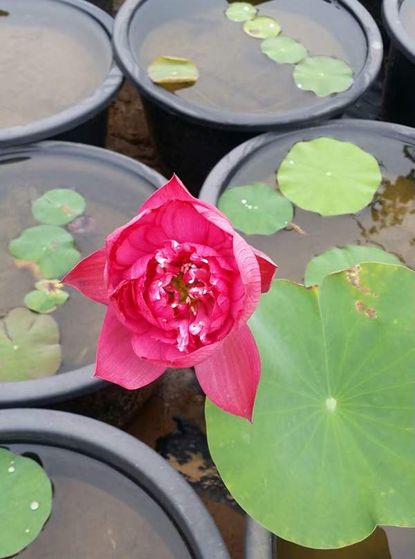 荷花種植基地實(shí)拍優(yōu)質(zhì)品種類盆栽