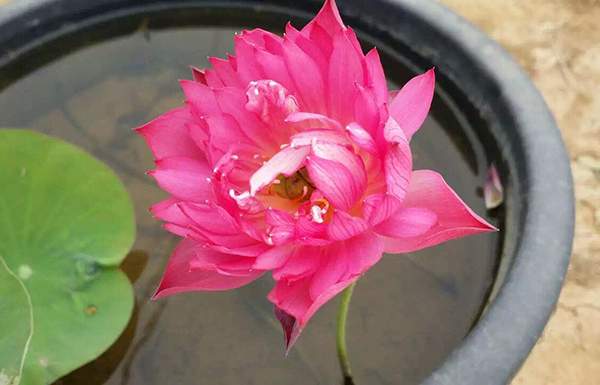 荷花種植基地實(shí)拍優(yōu)質(zhì)品種類盆栽