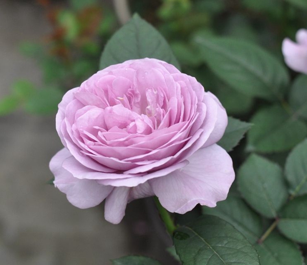 歐月小苗基地照片