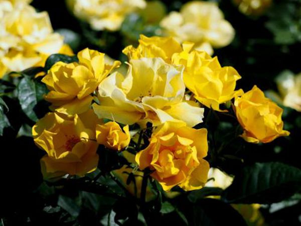 江蘇沭陽(yáng)歐月基地照片