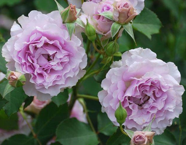 江蘇沭陽(yáng)歐月基地照片