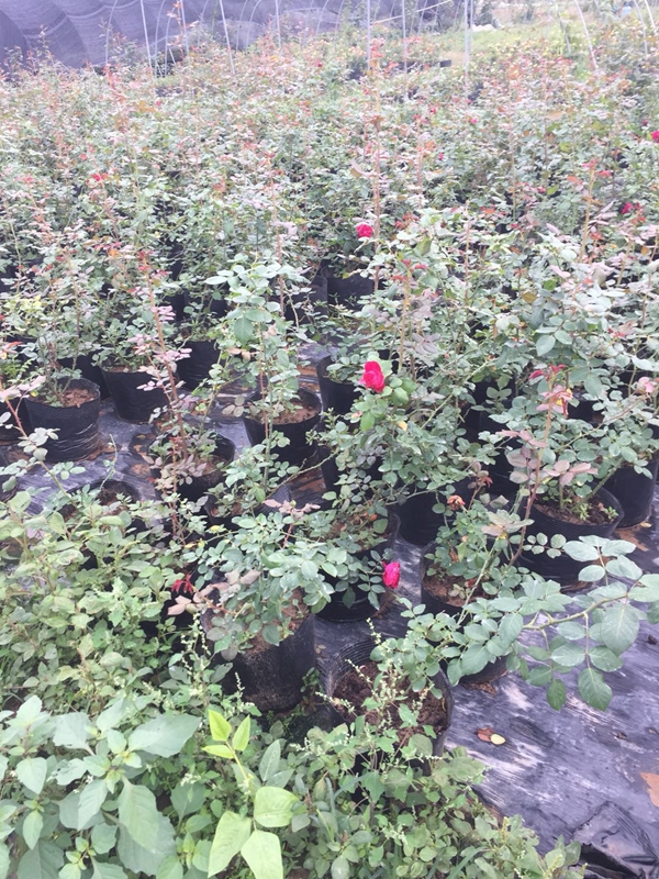 江蘇沭陽(yáng)歐月基地