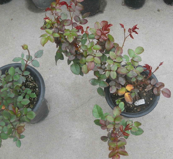 江蘇沭陽(yáng)歐月基地