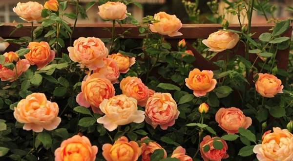 沭陽(yáng)長(zhǎng)景園林歐月基地