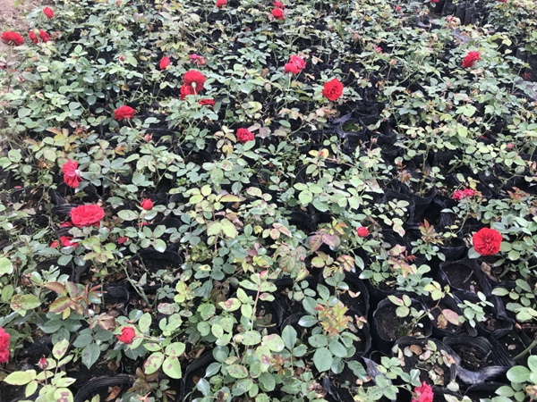 沭陽歐月基地照片