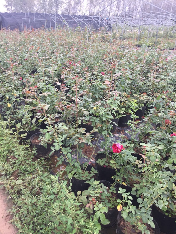 長景園林紅色達(dá)芬奇照片