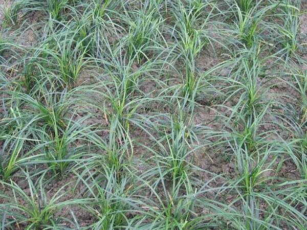 細(xì)葉麥冬草