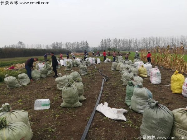 佛甲草發(fā)物流快遞裝箱包裝圖片 