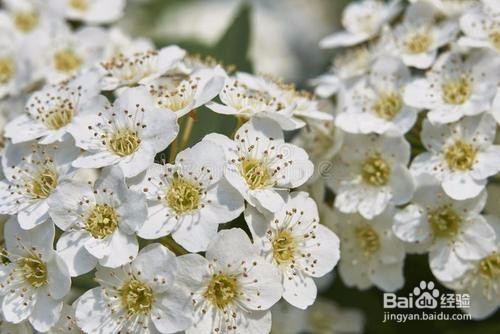 繡線菊怎么養(yǎng)護(hù)最合適呢？