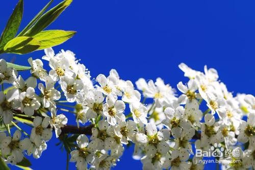 繡線菊怎么養(yǎng)護(hù)最合適呢？