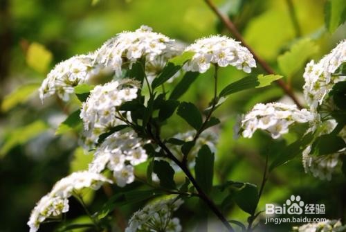 繡線菊怎么養(yǎng)護(hù)最合適呢？
