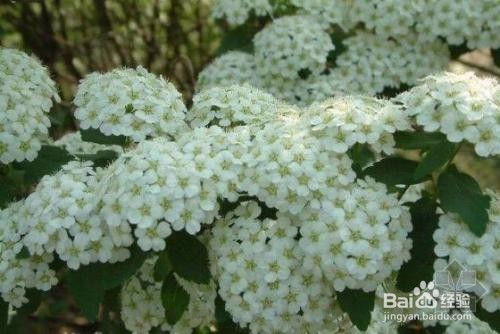 繡線菊怎么養(yǎng)護(hù)最合適呢？