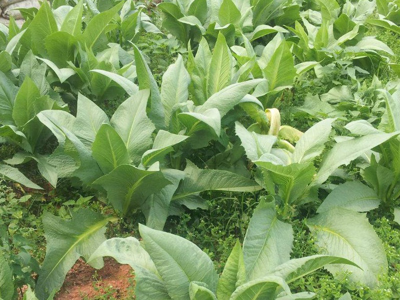飼用苦荬菜 飼用苦荬菜