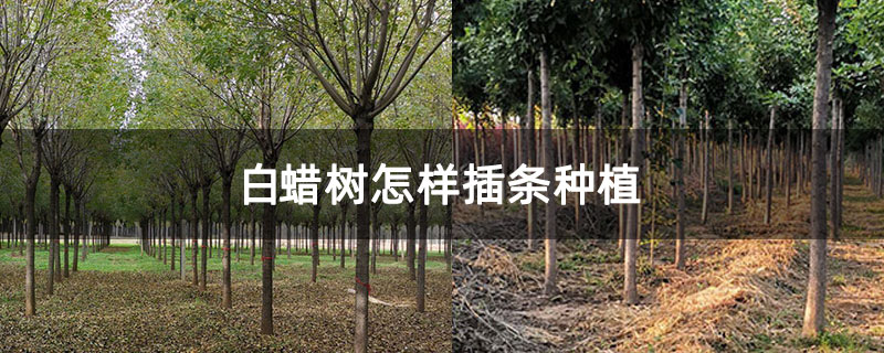 白蠟樹(shù)怎樣插條種植