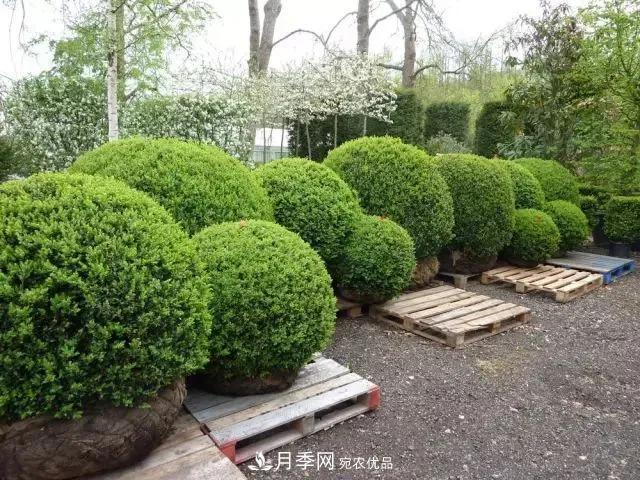 值得收藏！這些全國著名苗木產(chǎn)地你知道幾個(gè)？