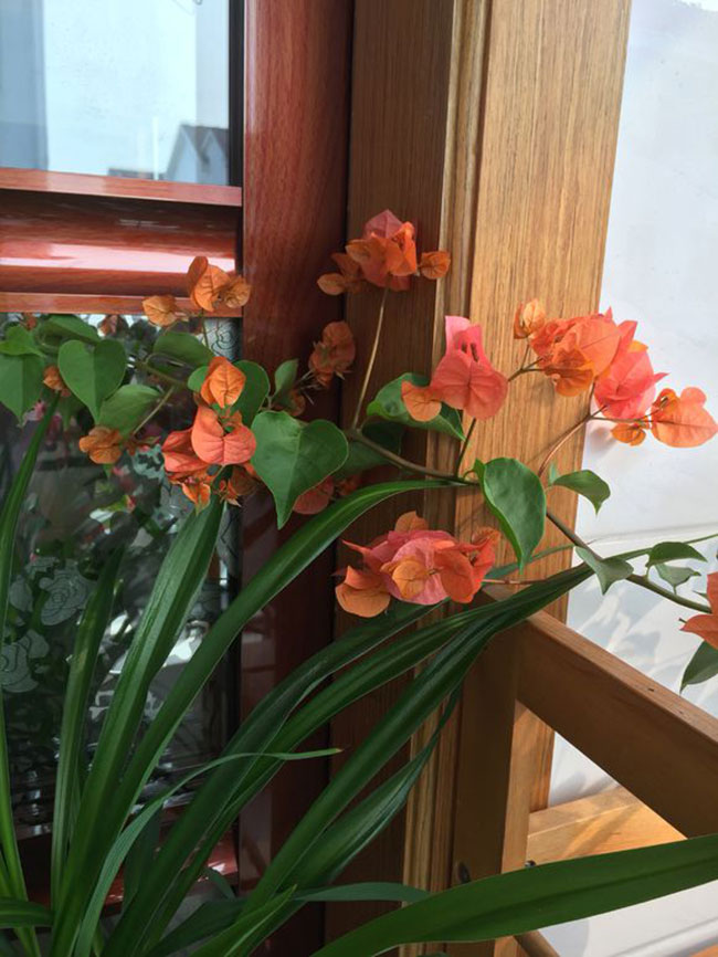 三角梅綠葉橙價格多少錢一棵?三角梅的栽培技術(shù)介紹