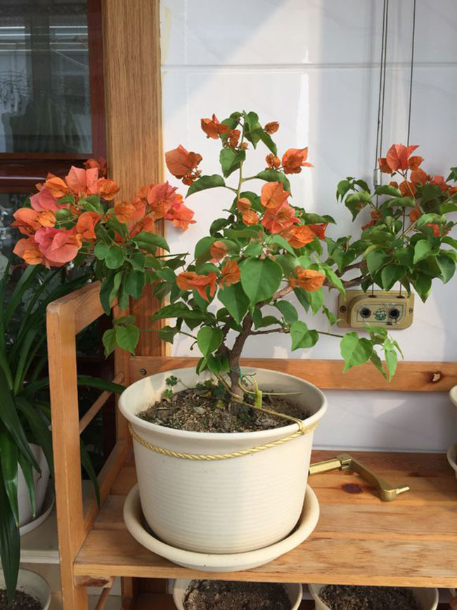 三角梅綠葉橙價格多少錢一棵?三角梅的栽培技術(shù)介紹