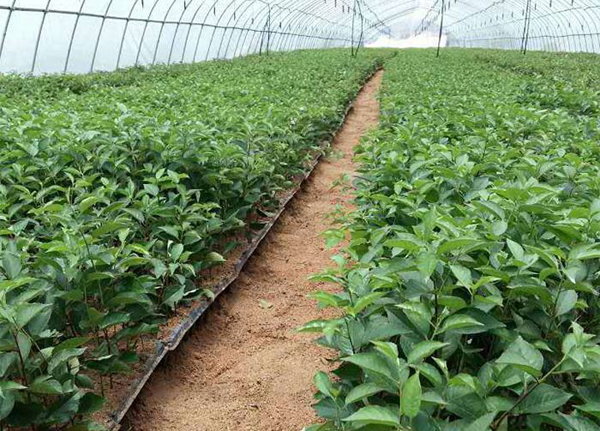 櫻桃樹(shù)扦插苗