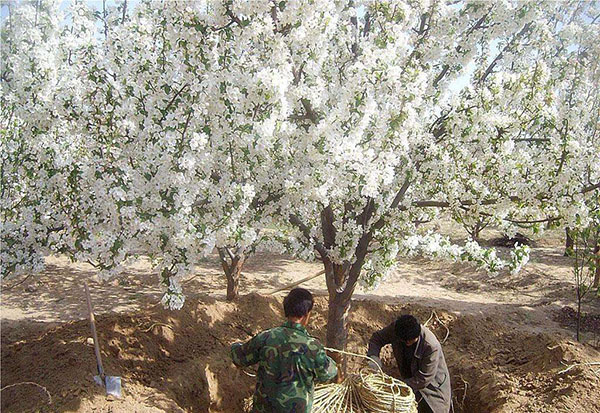 八棱海棠樹(shù)