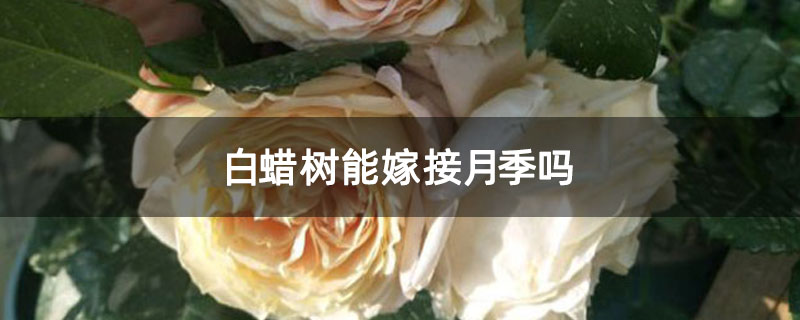 白蠟樹(shù)能嫁接月季嗎