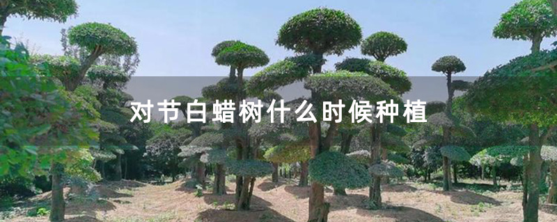 對節(jié)白蠟景觀樹