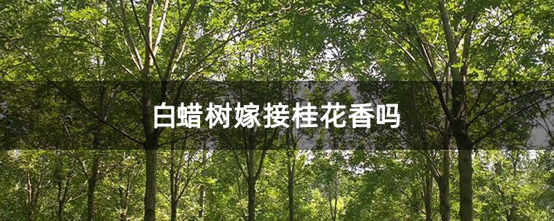 白蠟樹嫁接桂花香嗎