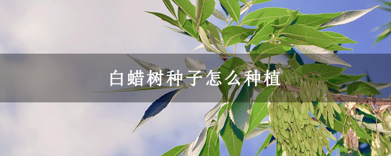 白蠟樹(shù)種子怎么種植