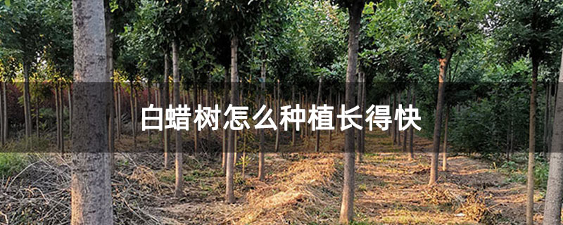 白蠟樹怎么種植長(zhǎng)得快