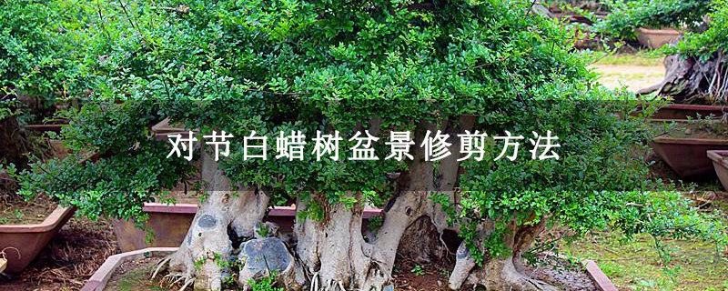 對(duì)節(jié)白蠟樹(shù)盆景修剪方法